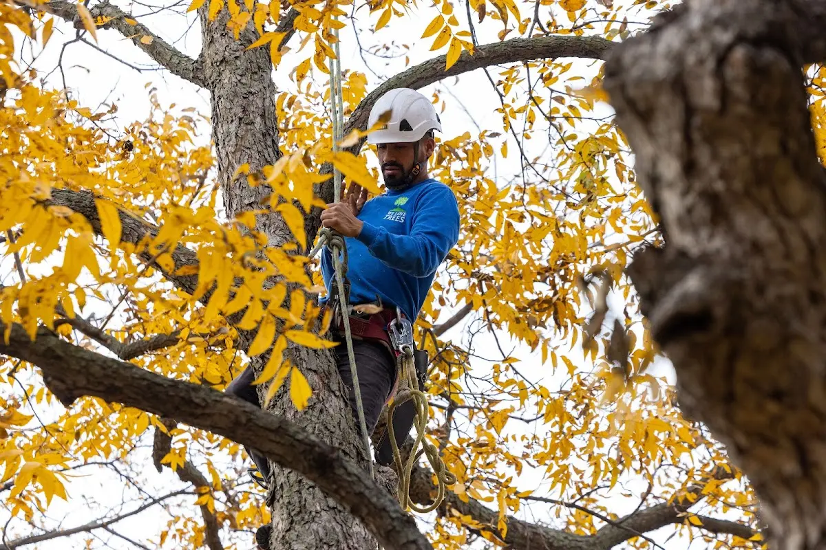 Skilled Emergency Tree Service crew working in Raymore