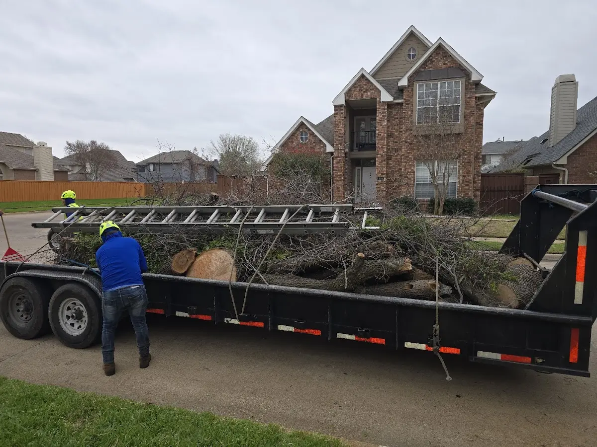 Expert Tree Pest Control with proper safety equipment in Raymore